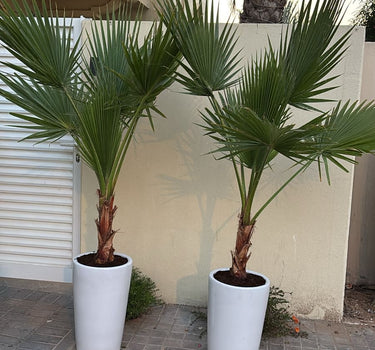 Washingtonia Palm tree Plants UAE. Two potted palm trees in front of a building with a palm tree in the background.