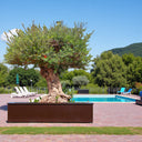Olive Tree, Olea Europaea 1