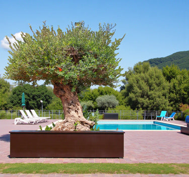 Olive Tree, Olea Europaea 1