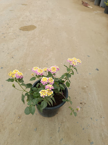 Lantana Camara ‘Pinkmound’ – Colorful 4
