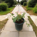 Lantana Camara ‘Pinkmound’ – Colorful 1