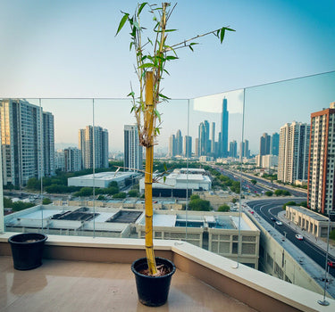 Yellow bamboo, Phyllostachys aurea
