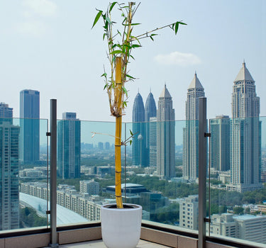 Yellow bamboo, Phyllostachys aurea