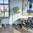 Olive Tree 1.5-1.6m 1
