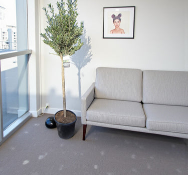 Olive Tree / Olea Europea "1.3-1.5m" 1