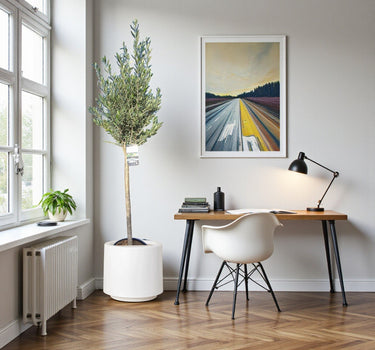 Olive Tree / Olea Europea "1.3-1.5m" Fiber Pot 1