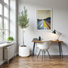 Olive Tree / Olea Europea "1.3-1.5m" Fiber Pot 1
