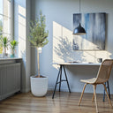 Olive Tree / Olea Europea "1.3-1.5m" Ceramic Pot 1