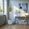 Olive Tree / Olea Europea "1.3-1.5m" Ceramic Pot 1
