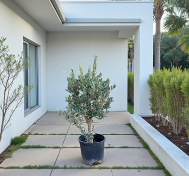 Olive Tree - Ball Shaped 1