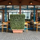 Ehretia Microphylla Hedge Shape 1 m 1