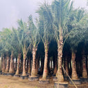 Cocos nucifera – Coconut Palm 4