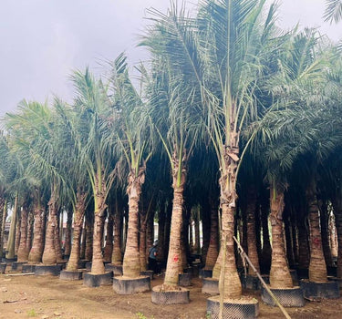 Cocos nucifera – Coconut Palm 4