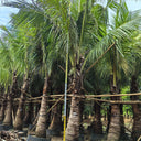 Cocos nucifera – Coconut Palm 5