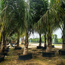 Cocos nucifera – Coconut Palm 7