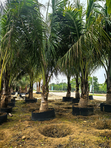 Cocos nucifera – Coconut Palm 7