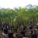 Phoenix roebelenii – Miniature Date Palm 4