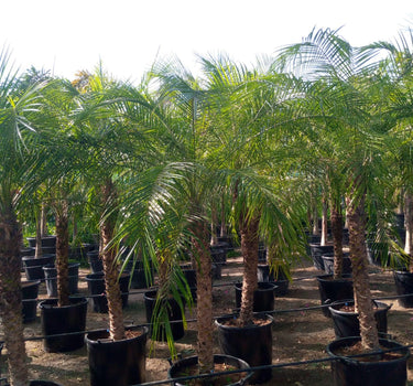 Phoenix roebelenii – Miniature Date Palm 4
