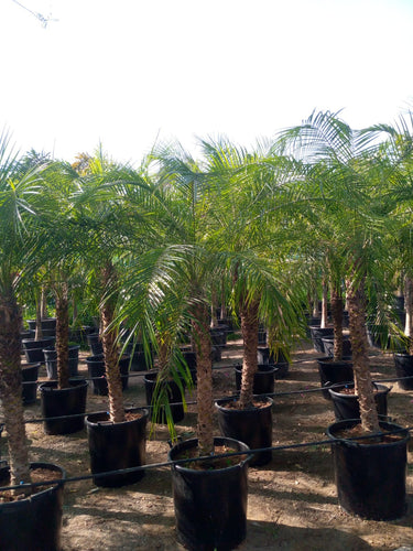 Phoenix roebelenii – Miniature Date Palm 4