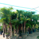 Phoenix roebelenii – Miniature Date Palm 5