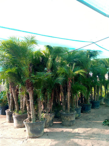 Phoenix roebelenii – Miniature Date Palm 5