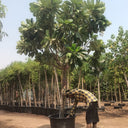 Plumeria Obtusa – Frangipani Tree 6