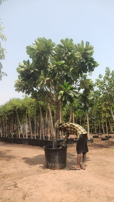 Plumeria Obtusa – Frangipani Tree 6