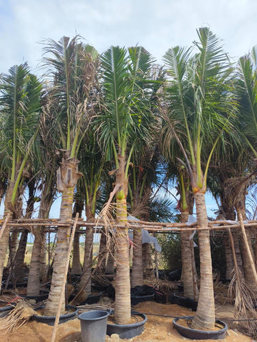 Cocos nucifera – Coconut Palm 8