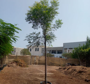 Azadirachta Indica – Neem Tree