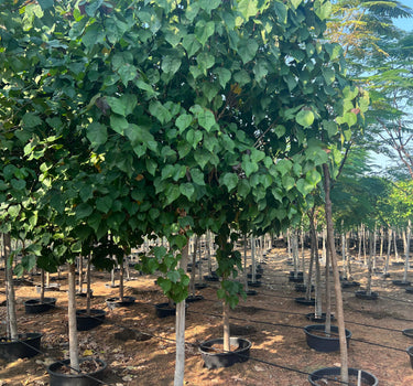 Hibiscus tiliaceus – Beach Hibiscus Tree 4