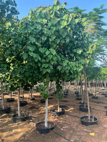 Hibiscus tiliaceus – Beach Hibiscus Tree 4