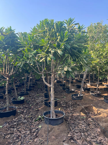 Plumeria Obtusa – Frangipani Tree 5