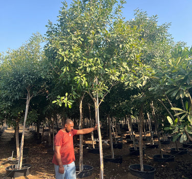 Tabebuia Rosea – Rosy Trumpet Tree