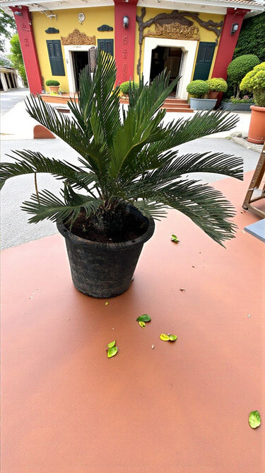 Cycas revoluta – Sago Palm 6