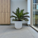 Cycas revoluta – Sago Palm 9