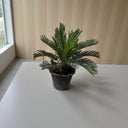 Cycas revoluta – Sago Palm 7