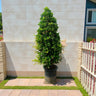 Ficus Nitida Cone Shape 1