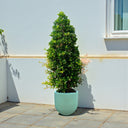 Ficus Nitida Cone Shape 2