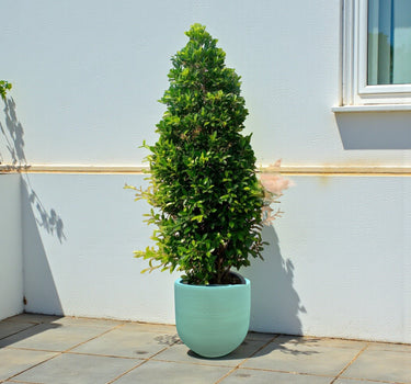 Ficus Nitida Cone Shape 2