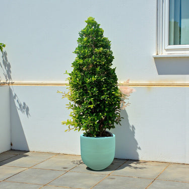 Ficus Nitida Cone Shape 2