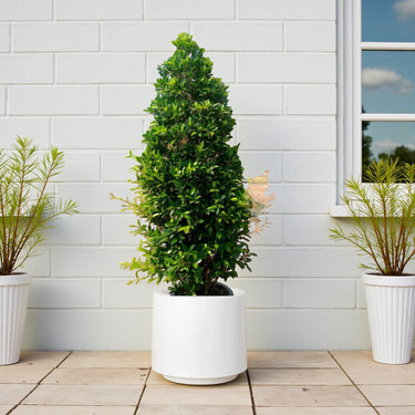 Ficus Nitida Cone Shape 3