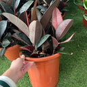 Ficus Elastica – Robusta – India Rubber Tree 7