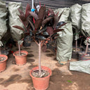 Ficus Elastica – Robusta – India Rubber Tree 8