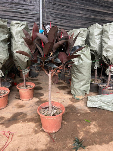Ficus Elastica – Robusta – India Rubber Tree 8
