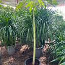 Carica Papaya – Papaya Tree 4