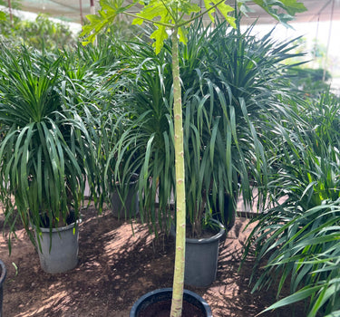 Carica Papaya – Papaya Tree 4