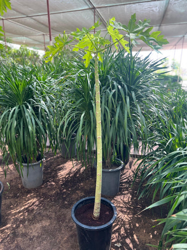 Carica Papaya – Papaya Tree 4