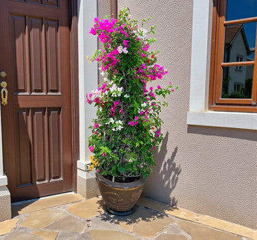 Bougainvillea Cone-Shaped
