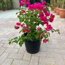 Bougainvillea Spectabilis 3