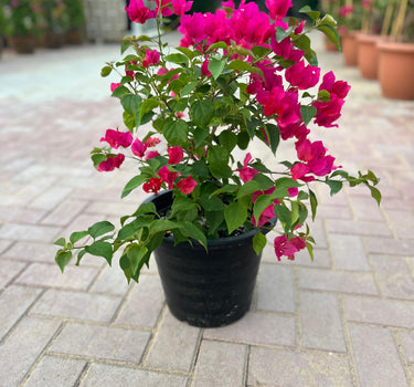 Bougainvillea Spectabilis 3